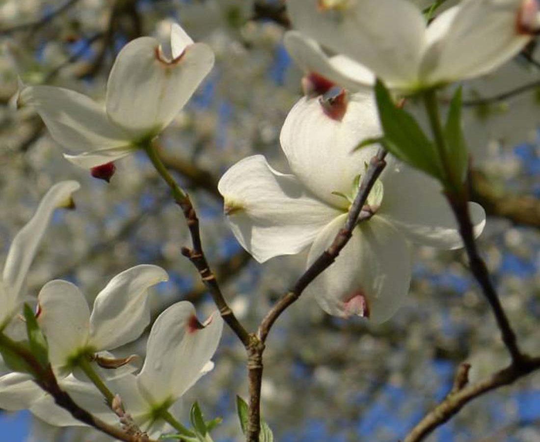 Close up image of an apple tree in bloom.