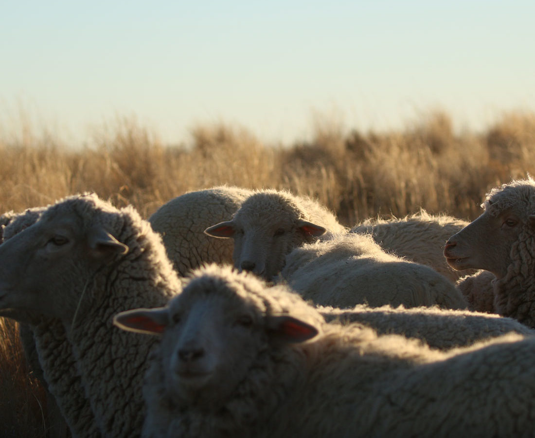 Several sheep stand together beneath a blue sky.