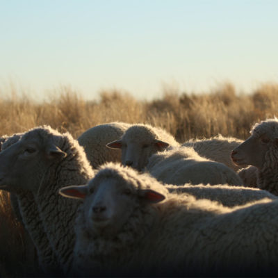 Several sheep stand together beneath a blue sky.
