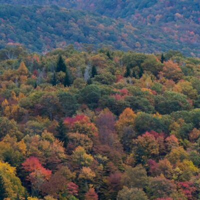 Fall leaves dot a mountain vista.