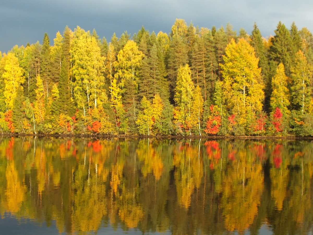 Trees with fall leaves form a perfect reflection in a lake.