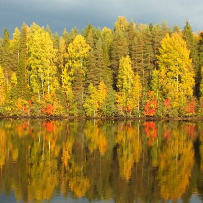 Trees with fall leaves form a perfect reflection in a lake.