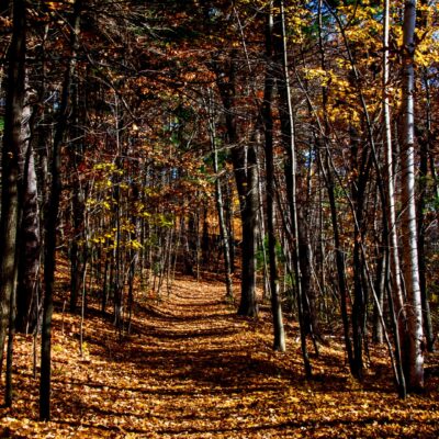 A trail leads into the forest with yellow leaves on the ground.