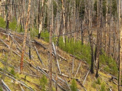 A hillside with fallen and burned trees with smaller growth beginning.