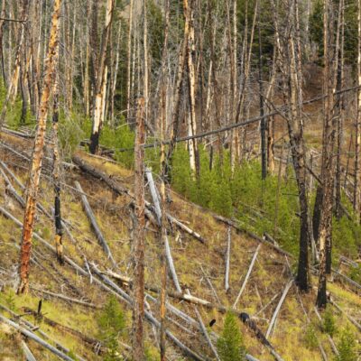 A hillside with fallen and burned trees with smaller growth beginning.