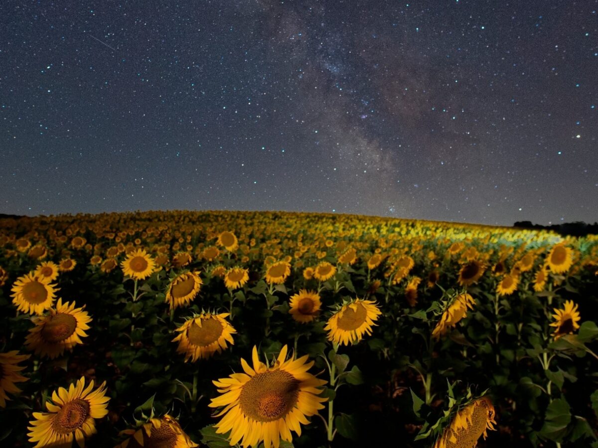 A field a sunflowers with a dusk sky above filled with stars.