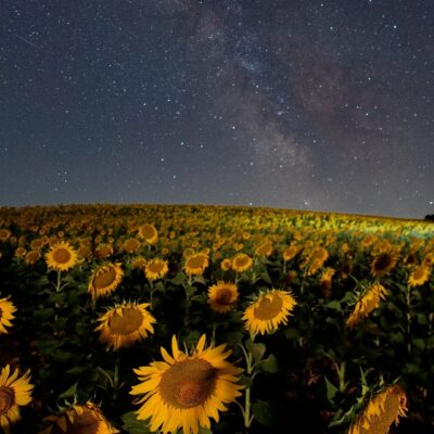A field a sunflowers with a dusk sky above filled with stars.